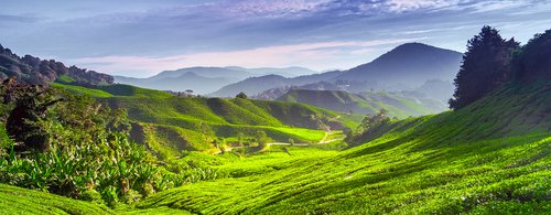 Tea plantation and blue skies in Cameron highlands, Malaysia