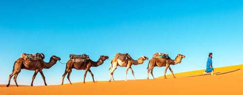 Camel caravan going through the sand dunes in the Sahara Desert, Morocco