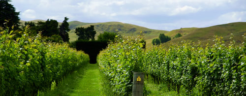 Vineyard rows on a clear sunny day in Napier Hawkes Bay New Zealand