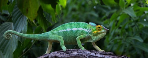 Green chameleon in jungle Lokobe Reserve, Nosy Be, Madagascar