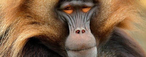 Gelada Baboon, portrait of monkey from African mountain.