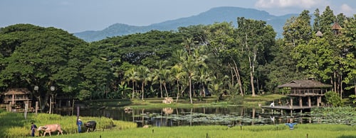 Four-Seasons-Chiang-Mai_Ricefield-View-from-hotel