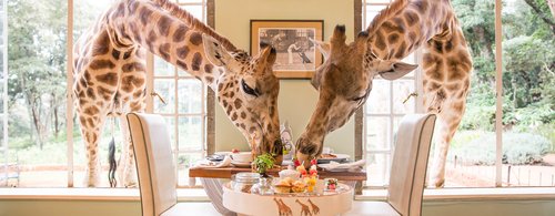 Giraffe-Manor_Breakfast