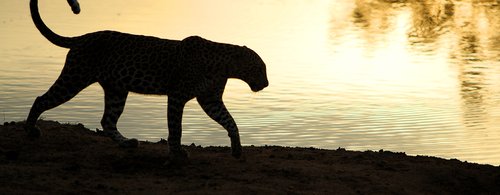 Leopard Safaris_Leopard