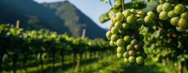 Green grapes hanging in a vineyard