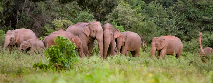 ? Elephants at Uga Ulagalla in Sri Lanka 