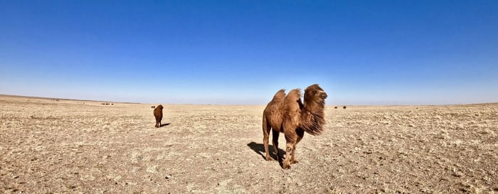  ? gobi desert mongolia with camel 