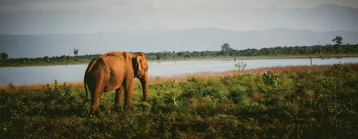  ? Udawalawe Sri Lanka with Lightfoot Travel 