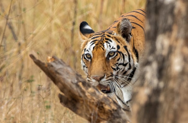  ? kanha park 