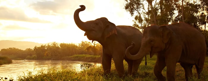 Elephants in the Golden Triangle, Thailand