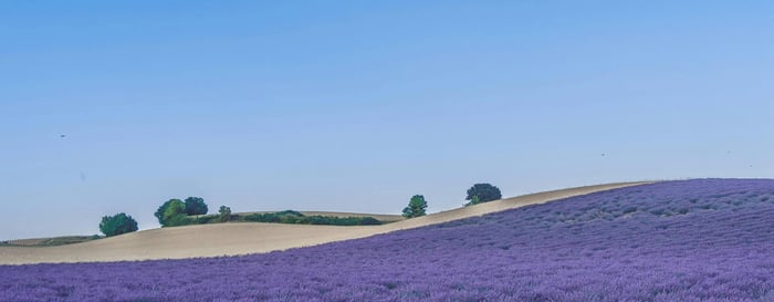 Vibrant fields of purple Lavender holiday Provence France