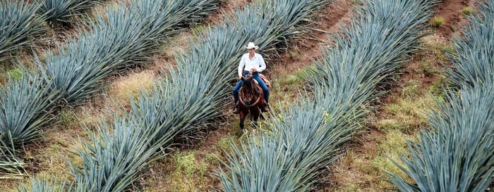 Riding horseback through an agave field in Mexico, where blue agave is cultivated for tequila