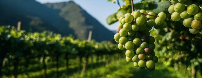 Green grapes hanging in a vineyard