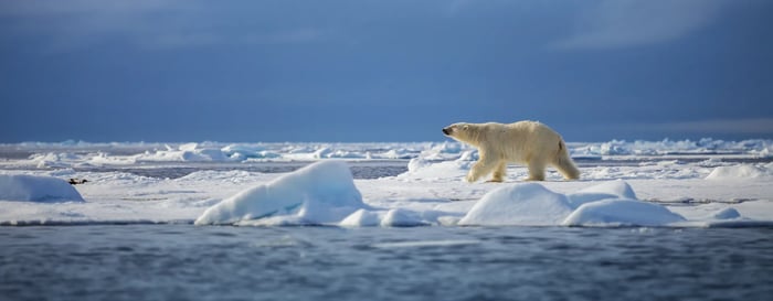 Polar bear on the ice in the Arctic