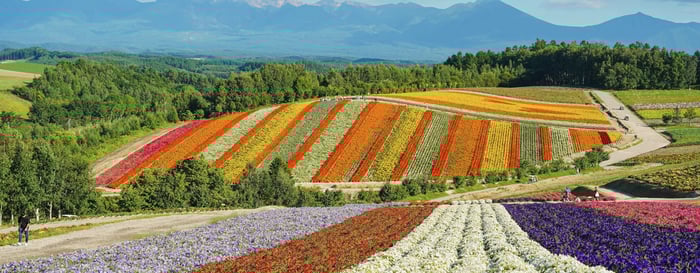 Shikisai-no-oka, a breathtaking flower garden in Biei, Hokkaido, Japan