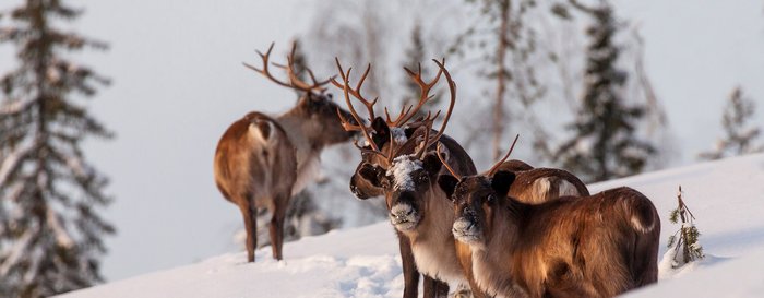 Reindeers in the snow
