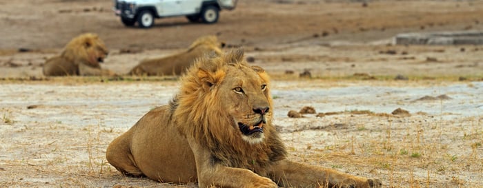 safari game vehicle and a lion, Hwange National Park, Zimbabwe
