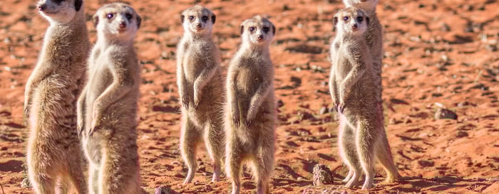 Meerkat family, Kalahari desert, Namibia.