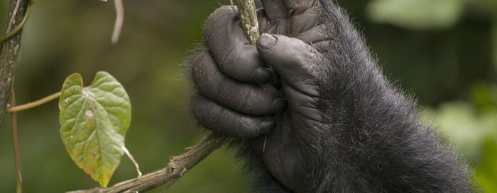 The hand of a Mountain gorilla in the jungles of Rwanda, Africa, holding a vine