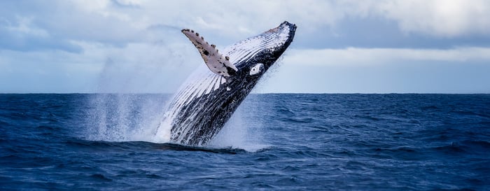 Humpback whale jumping out of the water in Australia. The whale is spraying water