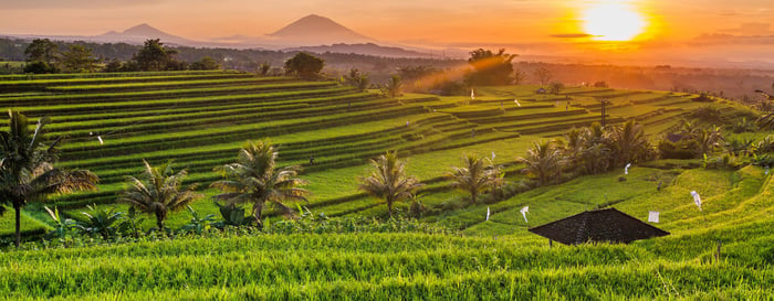 Bali_Rice Field_Sunset