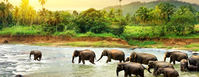 Elephants in river, Sri Lanka Safaris