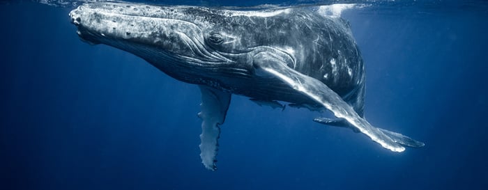 humpback whale calf in clear blue waters, French Polynesia