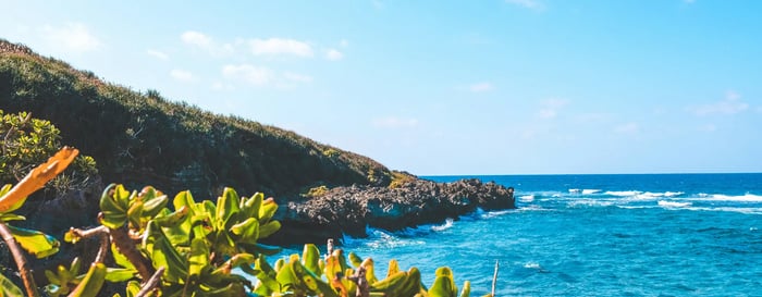 Beach naupaka in coastal Okinawa, Japan