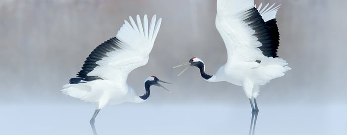 Courtship by dancing, pair of Red-crowned crane with open wings, winter Hokkaido, Japan