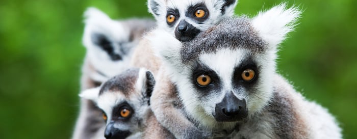 close-up of a ring-tailed lemur with her cute babies