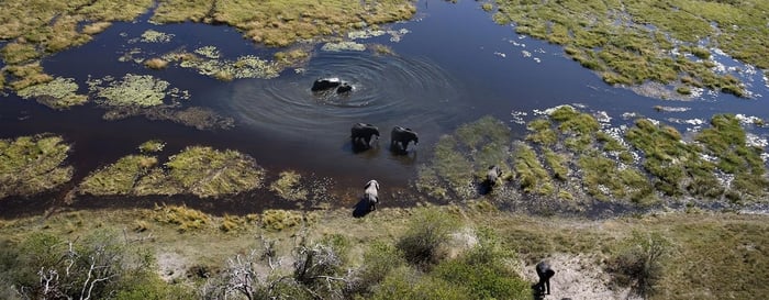 Okavango Delta_Overview_Elephants