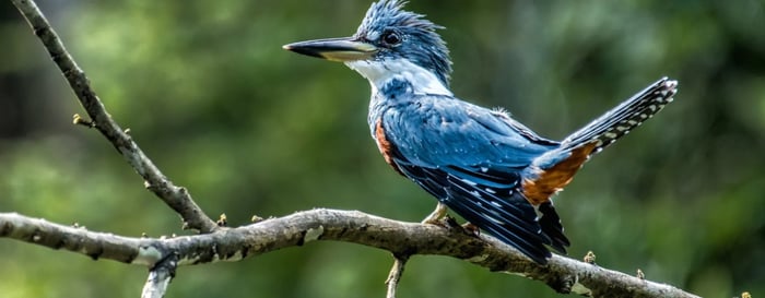 Vibrant blue bird in the Peruivan Amazon