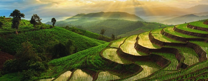 Terraced Rice Field in Chiangmai, Thailand at sunset