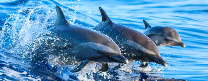 A spotted dolphin family leaping out of the clear blue Hawaii waters