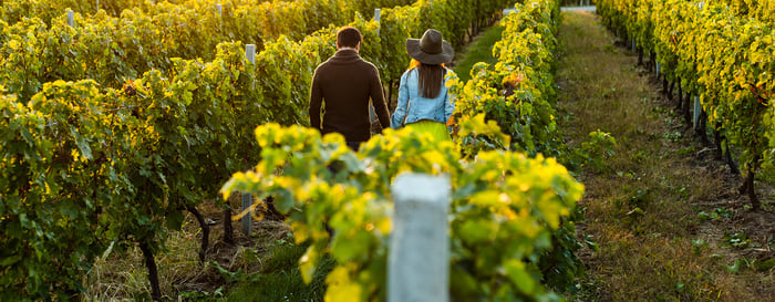 Couple holding hands at sunset in a winery filed