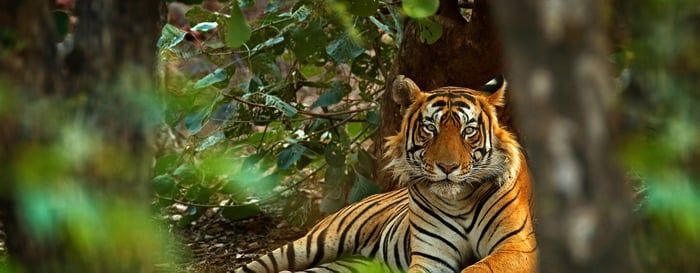 Indian tiger male with first rain, wild animal in the nature habitat, Ranthambore, India. Big cat, endangered animal