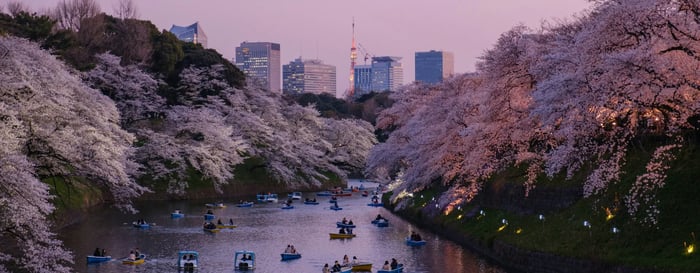 Cherry blossoms in Tokyo, Japan, during the Sakura Festival in Chiyoda, from mid-March to late April.