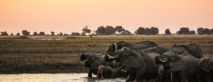 Herd of elephants drinking water at sunset, luxury holidays to Botswana