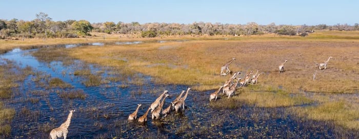 Giraffes in the Okavango Delta Botswana, luxury safaris Botswana