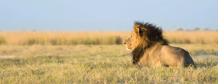 Lion sitting on grassy savannah in South Africa Safari