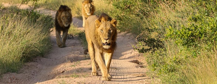 Lions in the bush in South Africa