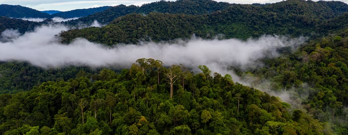 Aerial drone view of clouds and mist forming over a tropical rainforest after a recent rain storm