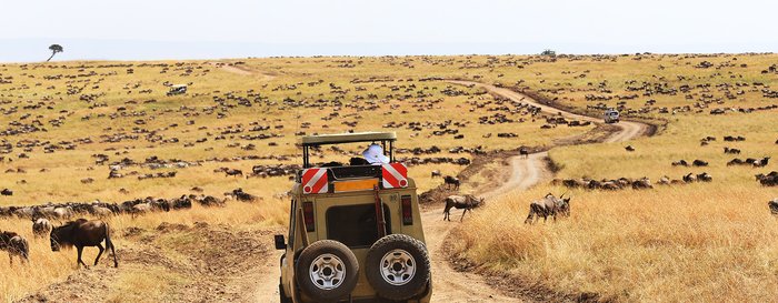 Safari Game Drive during The Great Wildebeest Migration