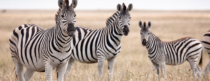 Zebras migration - Makgadikgadi Pans National Park - Botswana