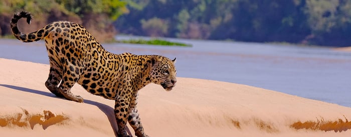 Jaguar, Panthera Onca, Cuiaba River, Porto Jofre, Pantanal Matogrossense, Mato Grosso do Sul, Brazil South America