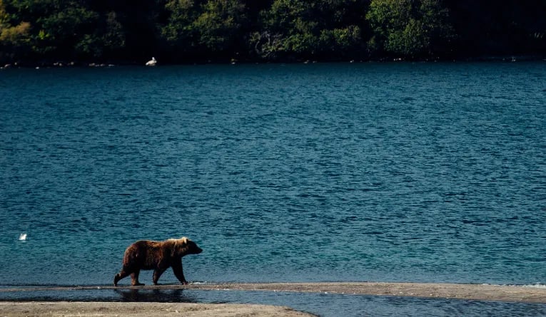 Grizzly bear walking across a river bed in Canada