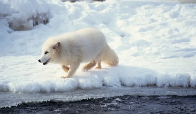 Small arctic fox walking across an ice sheet