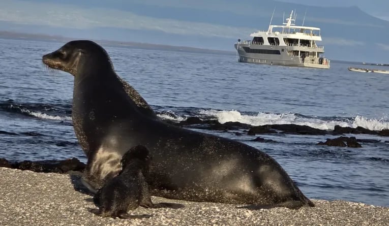 Galápagos sea lion on a black sand beach
