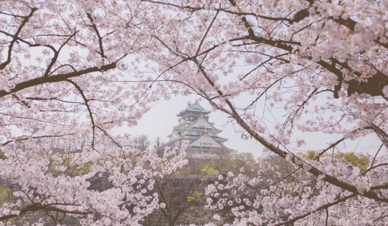Cherry blossoms at Hirosaki Castle Park, Aomori, in Japan