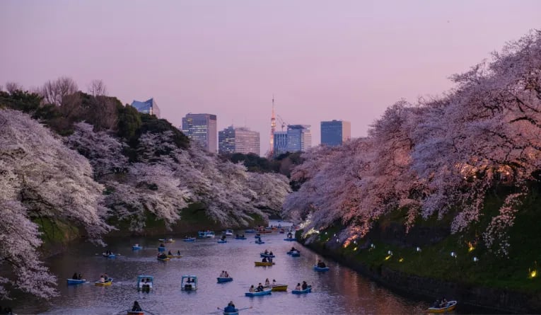 Cherry blossom season in Tokyo